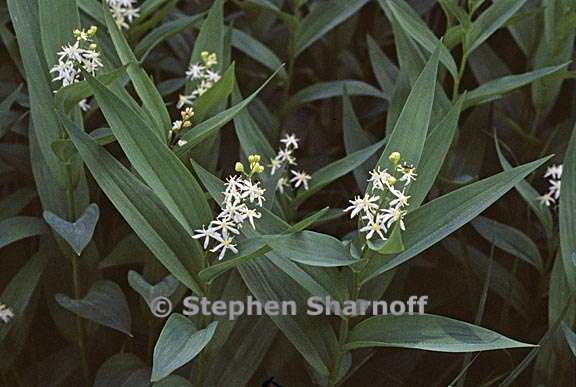 maianthemum stellatum 4 graphic